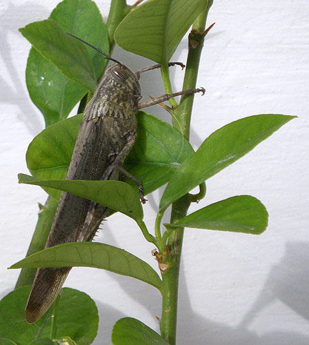 The grasshopper liked our lemon tree